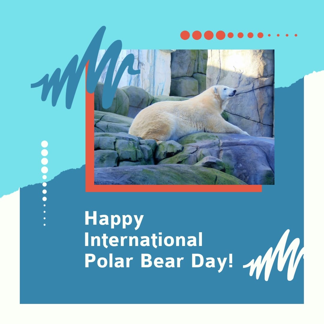 Happy International Polar Bear Day Square Template